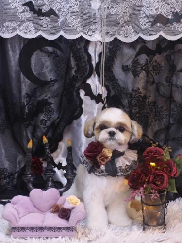 20231019あずきちゃん